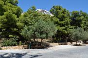 Acropolis behind trees