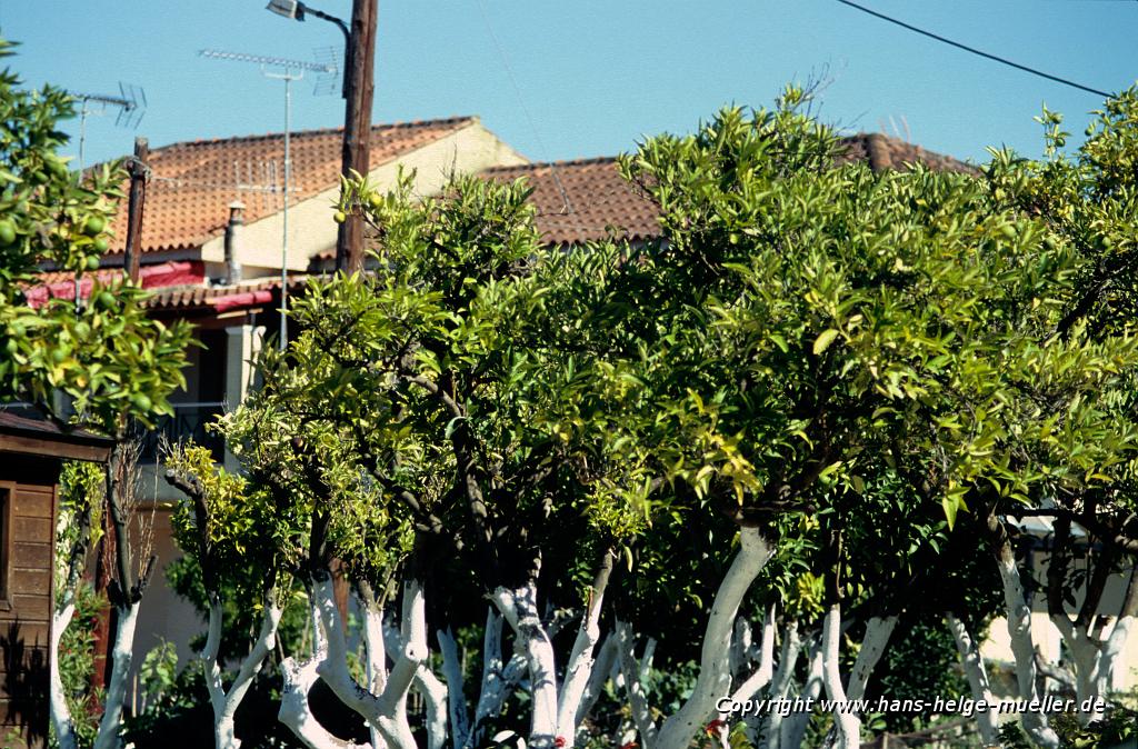 orange trees in Petriti